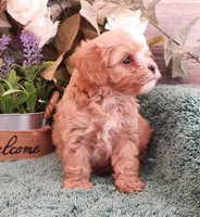 #4 Male (Ginger's), a male Cavapoo for sale in Paris, KY – 4 of 10
