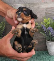 #1 female (Ruby), a female Cavalier King Charles Spaniel for sale in Paris, KY – 5 of 5