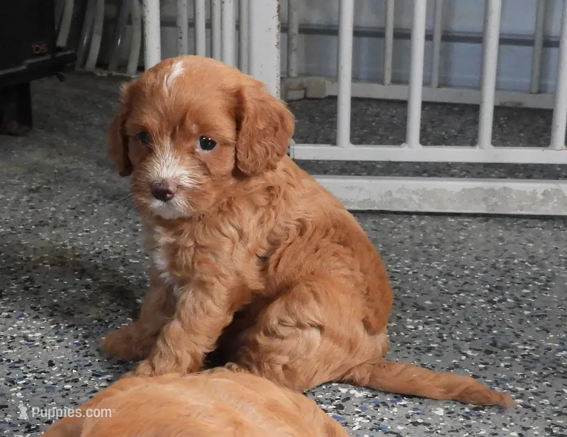 Tara #1 Male – Cavapoo puppy for sale in Paris, KY