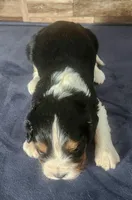 #1 Male (Lori's), a male Cavalier King Charles Spaniel for sale in Paris, KY – 4 of 4