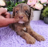 #2 Female (Dawn's), a female Cavapoo for sale in Paris, KY – 1 of 6
