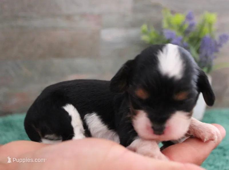 #3 Male (Ruby) – Cavalier King Charles Spaniel puppy for sale in Paris, KY