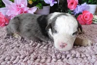 #10 Male (Splash's), a male Miniature Bernedoodle for sale in Paris, KY – 5 of 5