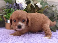 #2 Male (Suzy's), a female Cavapoo for sale in Paris, KY – 2 of 9