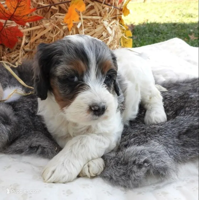 #4 Female (Leslie's) – Cockapoo puppy for sale in Paris, KY