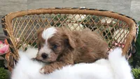 #5 Male (Autumn's), a male Cavapoo for sale in Paris, KY – 6 of 8