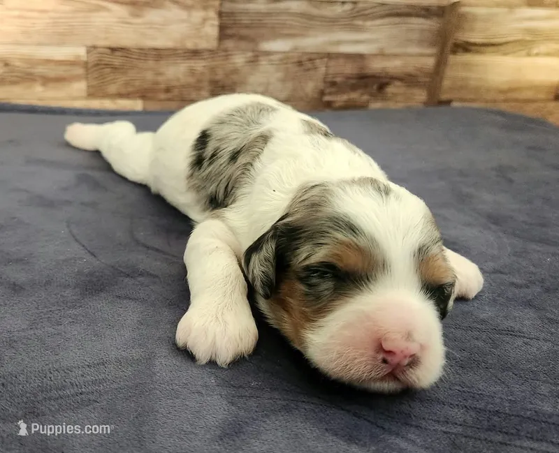 #2 Female (Leslie's) – Cockapoo puppy for sale in Paris, KY