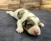 #2 Female (Leslie's), a female Cockapoo for sale in Paris, KY – 1 of 2