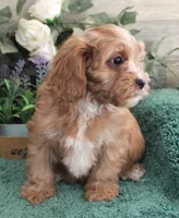 #4 Male (Dottie's), a male Cavapoo for sale in Paris, KY – 2 of 8