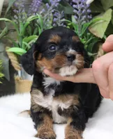 #2 Female (Roxy's), a female Cavapoo for sale in Paris, KY – 5 of 9
