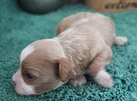 #2 Male (Ginger's), a male Cavapoo for sale in Paris, KY – 3 of 4