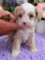 #1 Female (Kate's), a female Cavapoo for sale in Paris, KY – 3 of 3