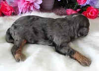 #1 Female (Whitney's), a female Cavapoo for sale in Paris, KY – 5 of 5