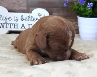 #2 Male (Barbie's), a male Cavapoo for sale in Paris, KY – 1 of 3