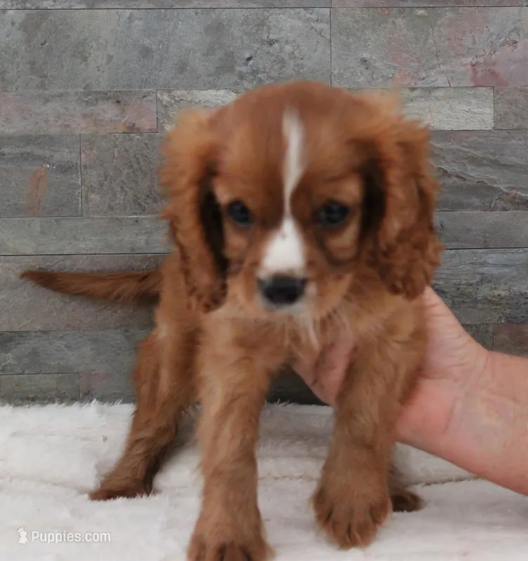 #1 Male Reba – Cavalier King Charles Spaniel puppy for sale in Paris, KY