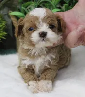 #2 Male (Ginger's), a male Cavapoo for sale in Paris, KY – 6 of 9
