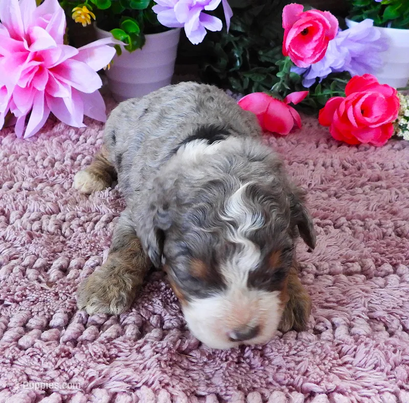 #5 Female (Splash's) – Miniature Bernedoodle puppy for sale in Paris, KY