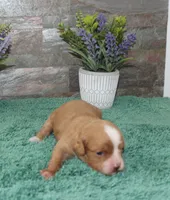 Patsys #3 Female, a female Cavapoo for sale in Paris, KY – 2 of 3