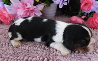 #1 Male (Lulu's), a male Cavalier King Charles Spaniel for sale in Paris, KY – 3 of 3