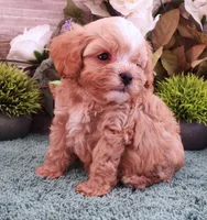 #4 Male (Ginger's), a male Cavapoo for sale in Paris, KY – 2 of 10