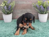 #1 female (Ruby), a female Cavalier King Charles Spaniel for sale in Paris, KY – 3 of 5