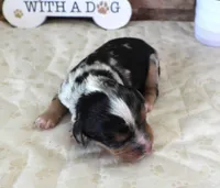 #3 Male (Barbie's), a male Cavapoo for sale in Paris, KY – 2 of 3