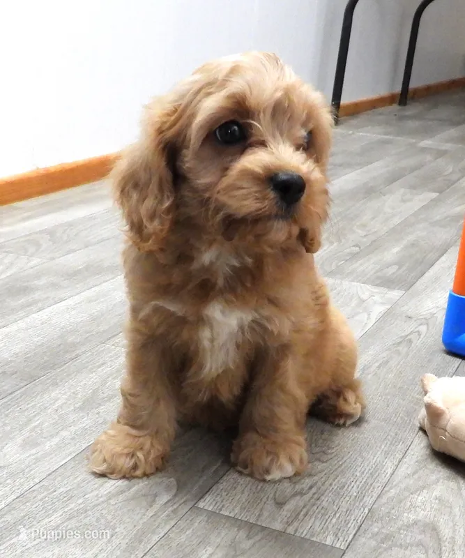 #2 Male (Evie's) – Cavapoo puppy for sale in Paris, KY