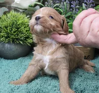 #3 Male (Dottie's), a male Cavapoo for sale in Paris, KY – Photo 3 of 3