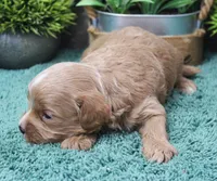 #3 Male (Dottie's), a male Cavapoo for sale in Paris, KY – Photo 2 of 3