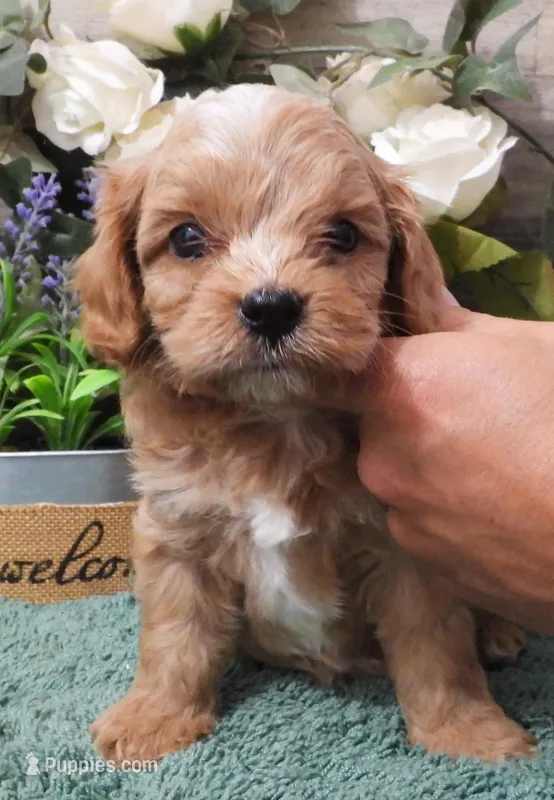 #3 Male (Dottie's) – Cavapoo puppy for sale in Paris, KY