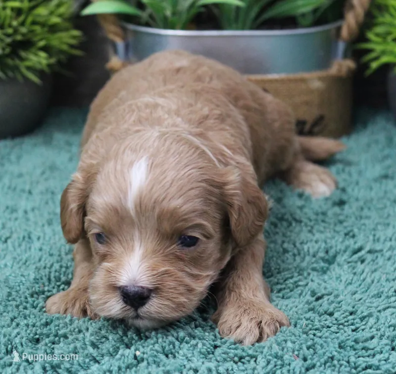 #3 Male (Dottie's) – Cavapoo puppy for sale in Paris, KY