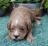 #3 Male (Dottie's), a male Cavapoo for sale in Paris, KY – Photo 1 of 3