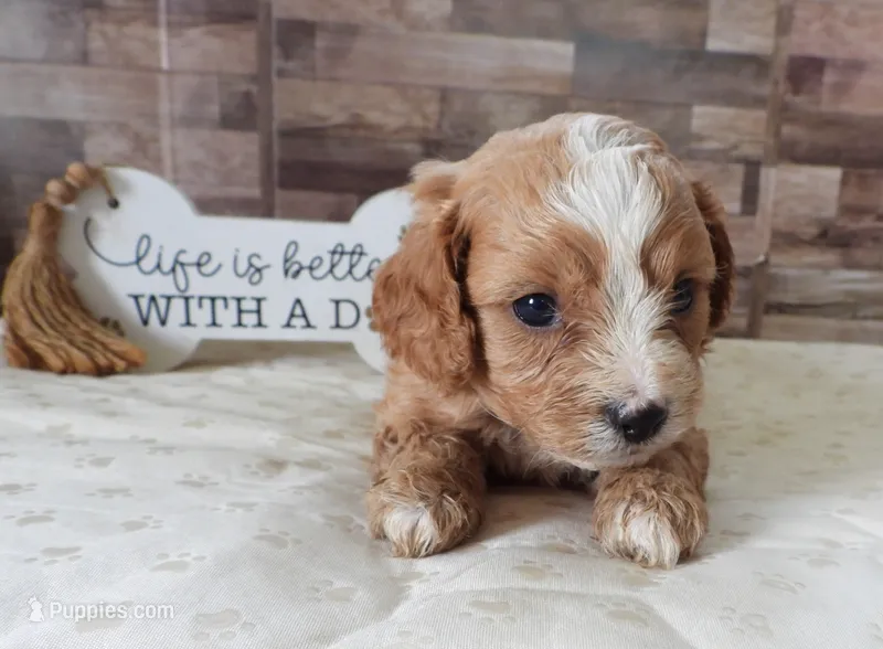 #2 Male (Whitney's) – Cavapoo puppy for sale in Paris, KY