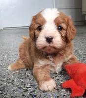#1 Male (Linda's), a male Cavapoo for sale in Paris, KY – 6 of 9