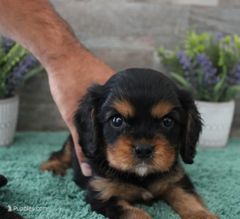 Beautys #2 Male – Cavalier King Charles Spaniel puppy for sale in Paris, KY