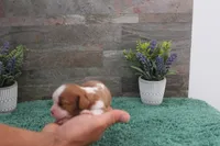 #4 Male (Ruby), a male Cavalier King Charles Spaniel for sale in Paris, KY – 2 of 5