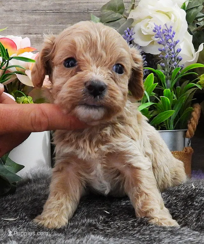 #5 Male (Kate's) – Cavapoo puppy for sale in Paris, KY