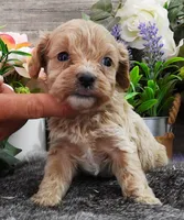 #5 Male (Kate's), a male Cavapoo for sale in Paris, KY – 1 of 3