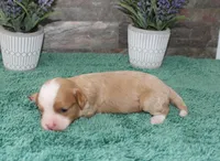 Patsys #4 Female, a female Cavapoo for sale in Paris, KY – 3 of 3