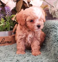 #4 Male (Ginger's), a male Cavapoo for sale in Paris, KY – 3 of 10