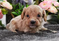 #5 Male (Kate's), a male Cavapoo for sale in Paris, KY – 3 of 3