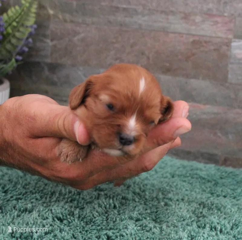 #2 Female (Ruby) – Cavalier King Charles Spaniel puppy for sale in Paris, KY