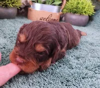 #5 Female (Marley's), a female Cavapoo for sale in Paris, KY – Photo 1 of 2