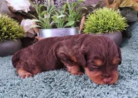 #5 Female (Marley's), a female Cavapoo for sale in Paris, KY – Photo 2 of 2