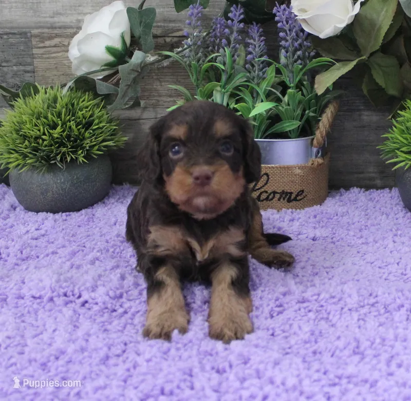 #5 Female (Marley's) – Cavapoo puppy for sale in Paris, KY