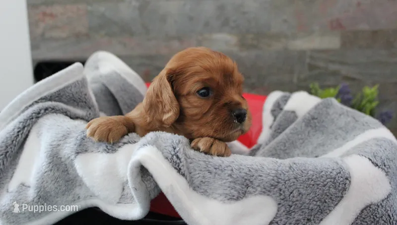 Beautys #1 Male – Cavalier King Charles Spaniel puppy for sale in Paris, KY
