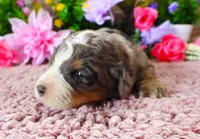 #5 Female (Splash's), a female Miniature Bernedoodle for sale in Paris, KY – 3 of 5