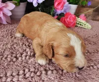 #2 Male (Whitney's), a male Cavapoo for sale in Paris, KY – 2 of 3