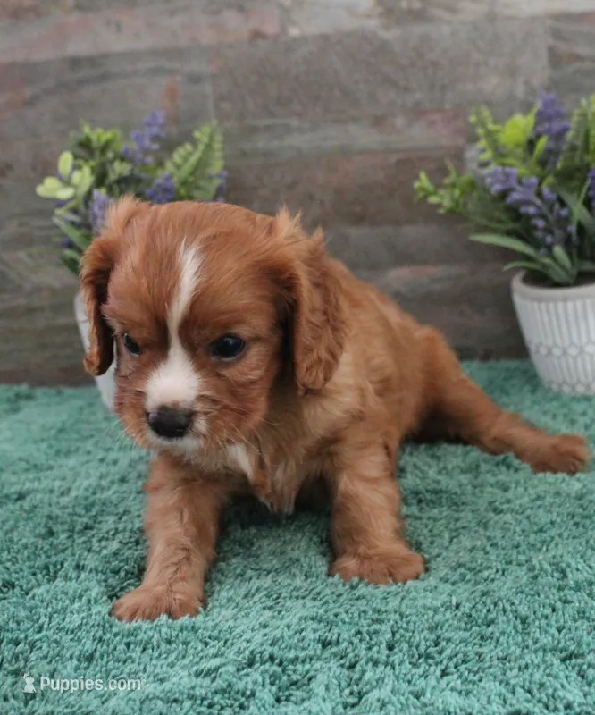 Reba #1 Male – Cavalier King Charles Spaniel puppy for sale in Paris, KY