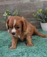 #1 Male Reba, a male Cavalier King Charles Spaniel for sale in Paris, KY – 1 of 7